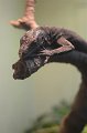 Kids_DFWzoo_3-2016 (122)